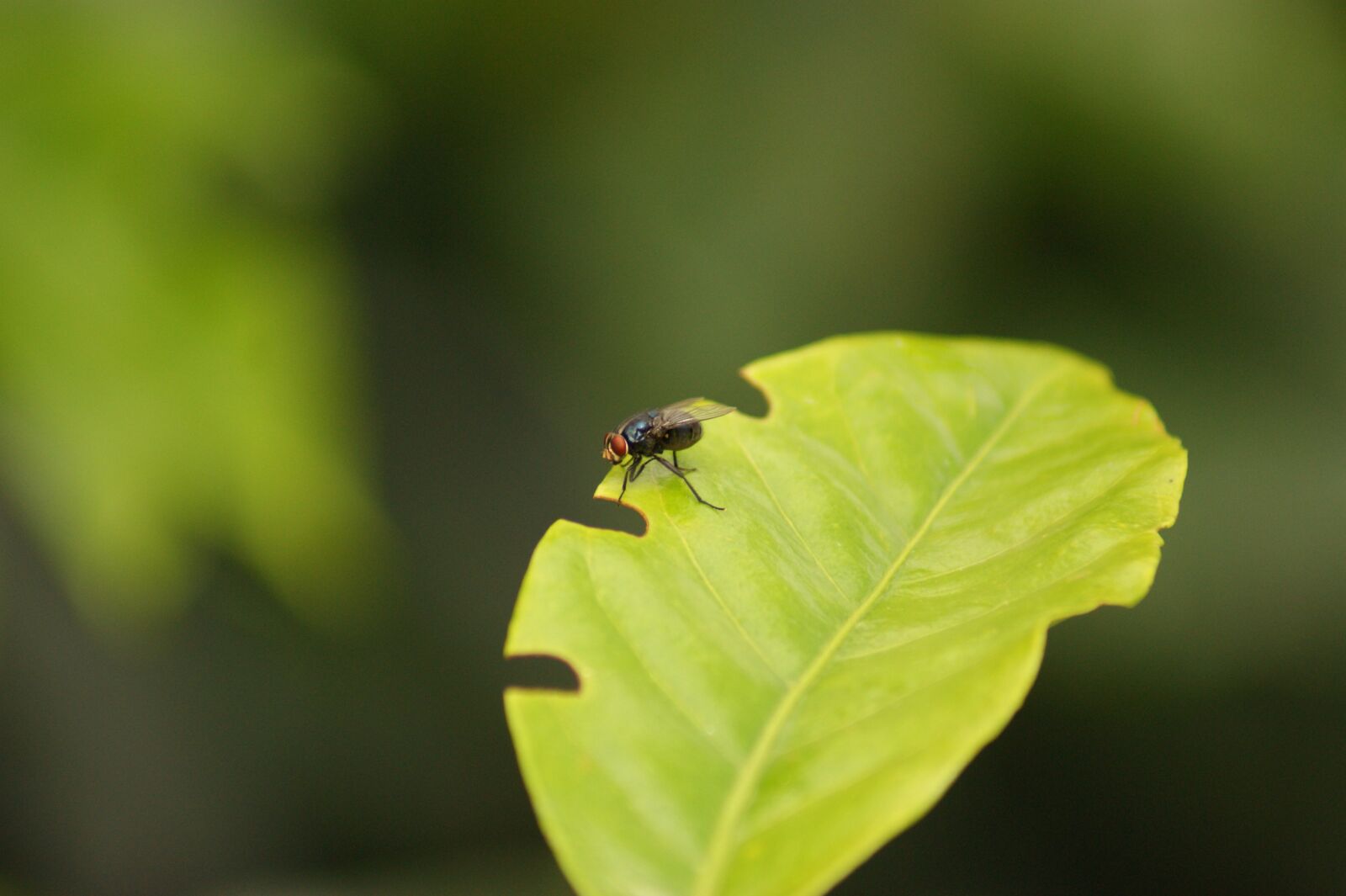 Sony Alpha DSLR-A390 sample photo. Nature, in, the photography