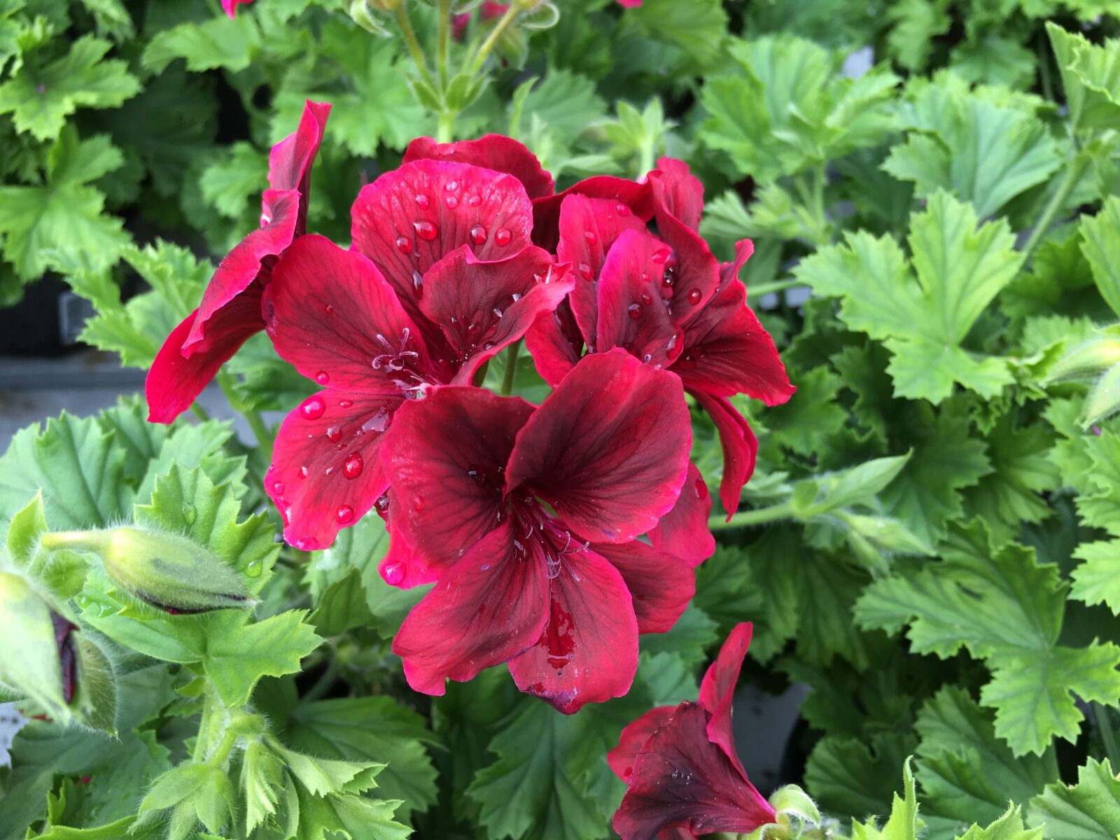 Apple iPhone 6s Plus sample photo. Flower, spring, nature photography