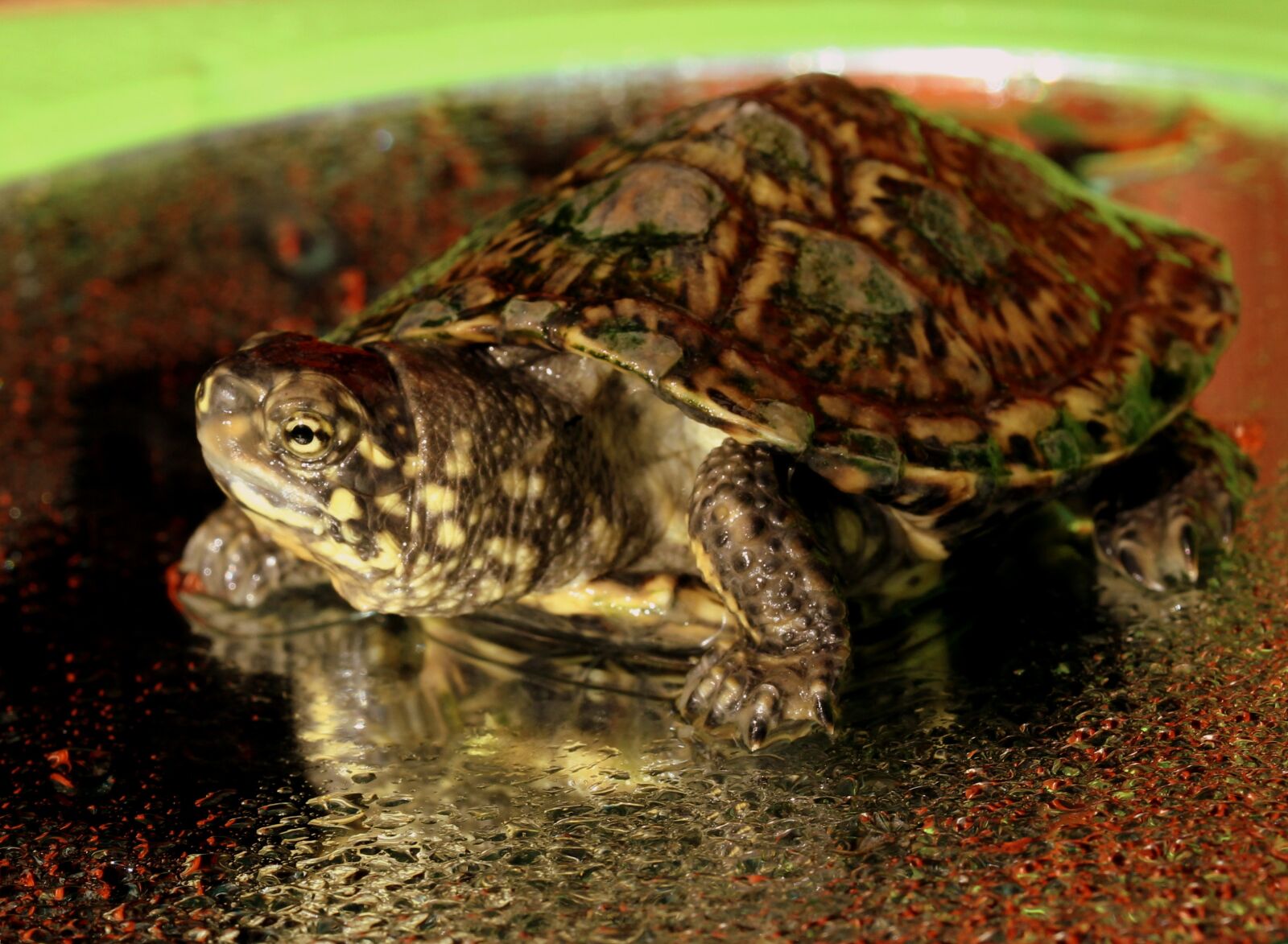 Canon EF-S 60mm F2.8 Macro USM sample photo. Turtle, little, reptile photography
