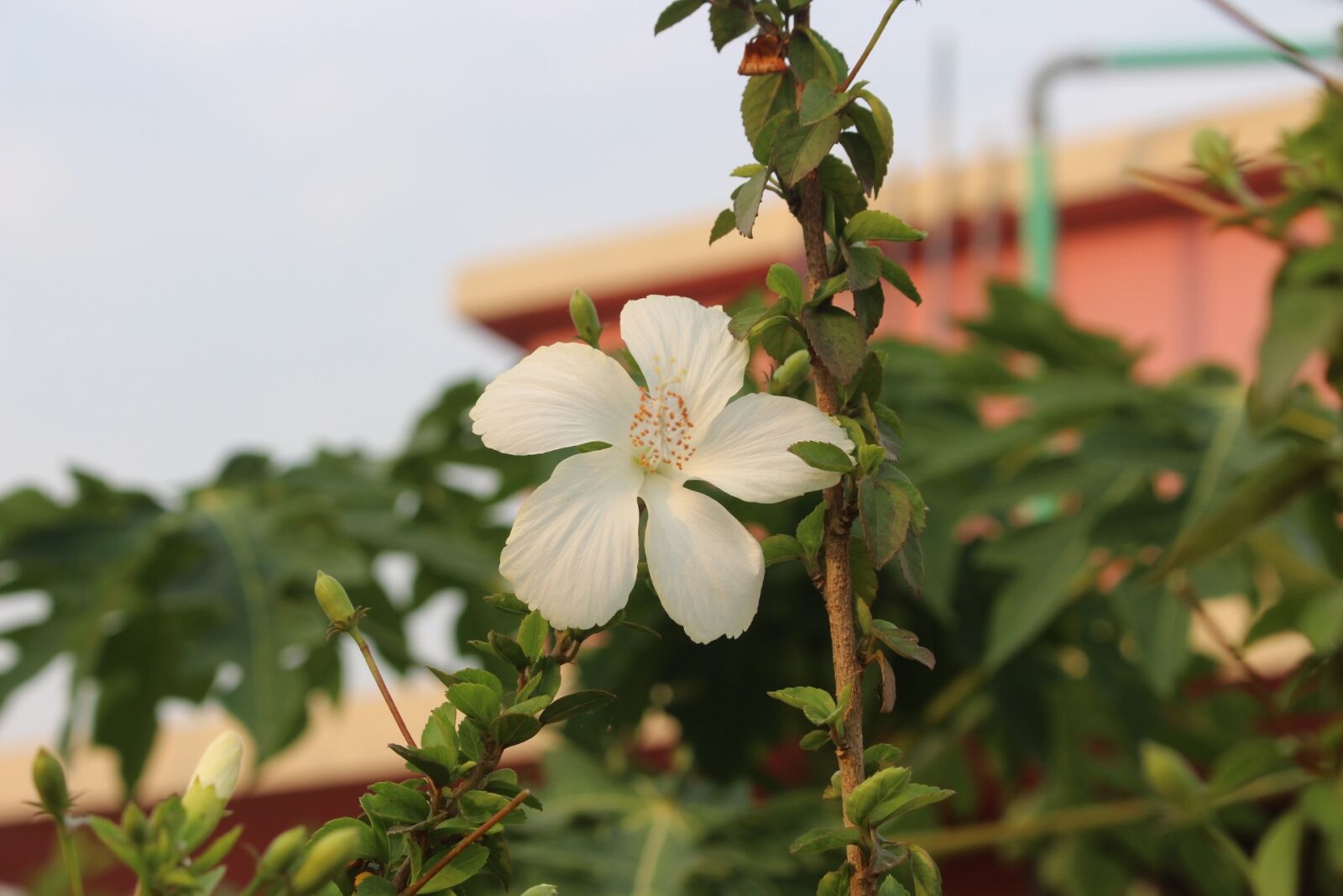 Canon EOS 700D (EOS Rebel T5i / EOS Kiss X7i) sample photo. Nature, flora, flower photography
