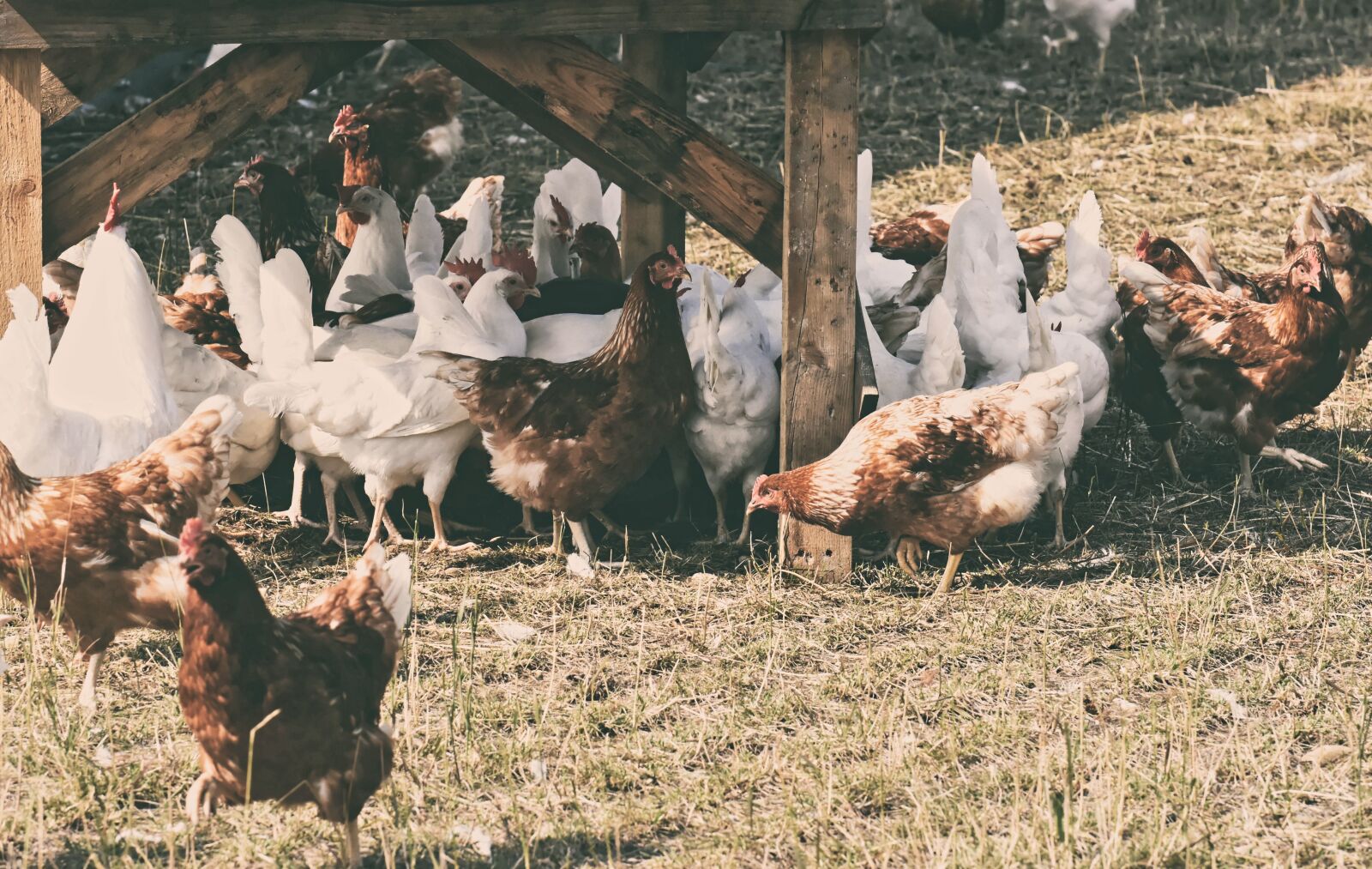 Nikon D7200 sample photo. Chickens, poultry, free running photography
