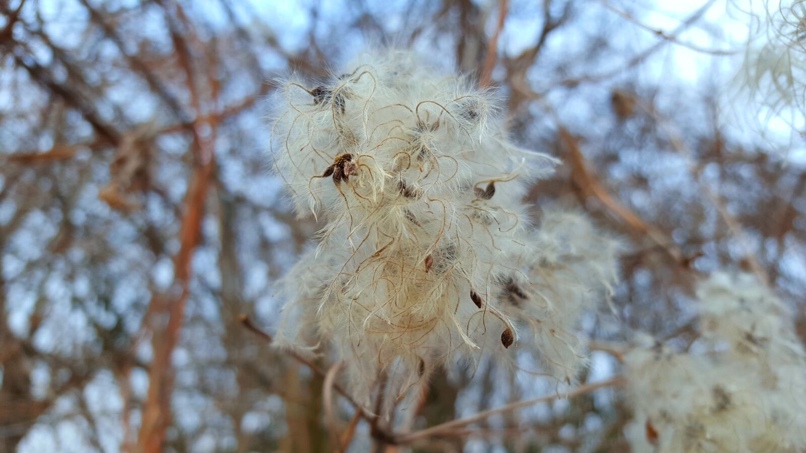 Samsung GALAXY S6 edge sample photo. Dry plant, nature photography