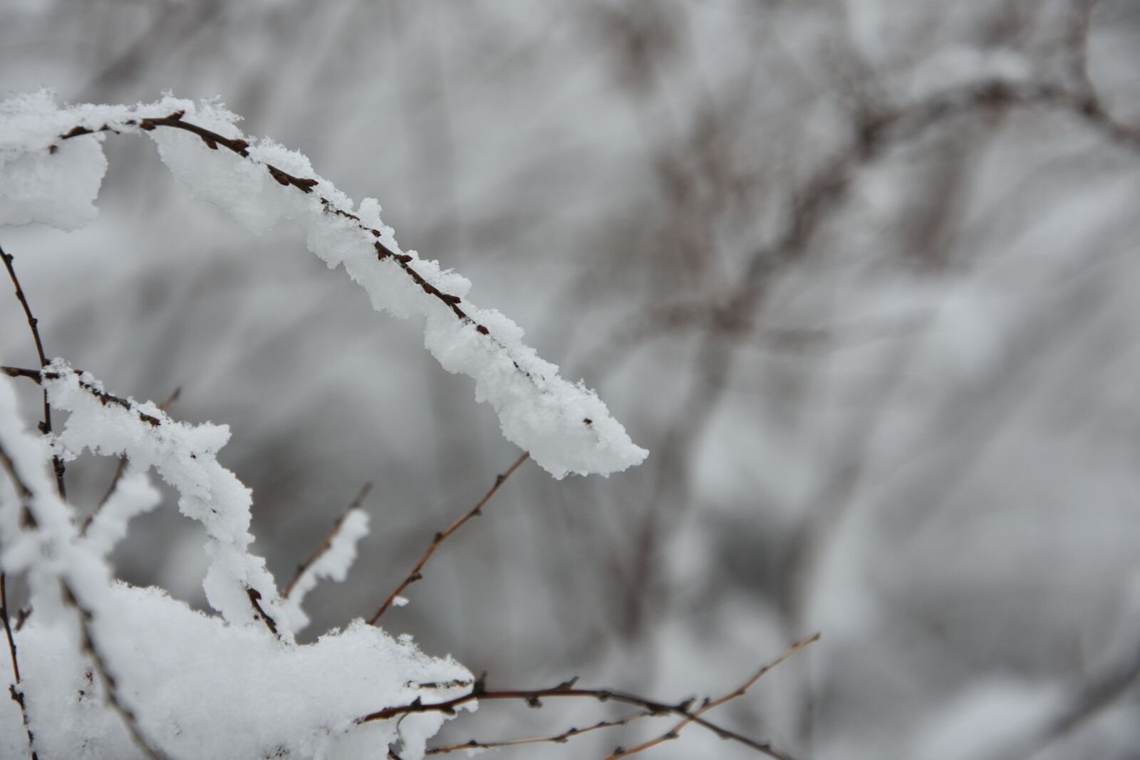 Nikon D3400 sample photo. Branch, winter, nature photography