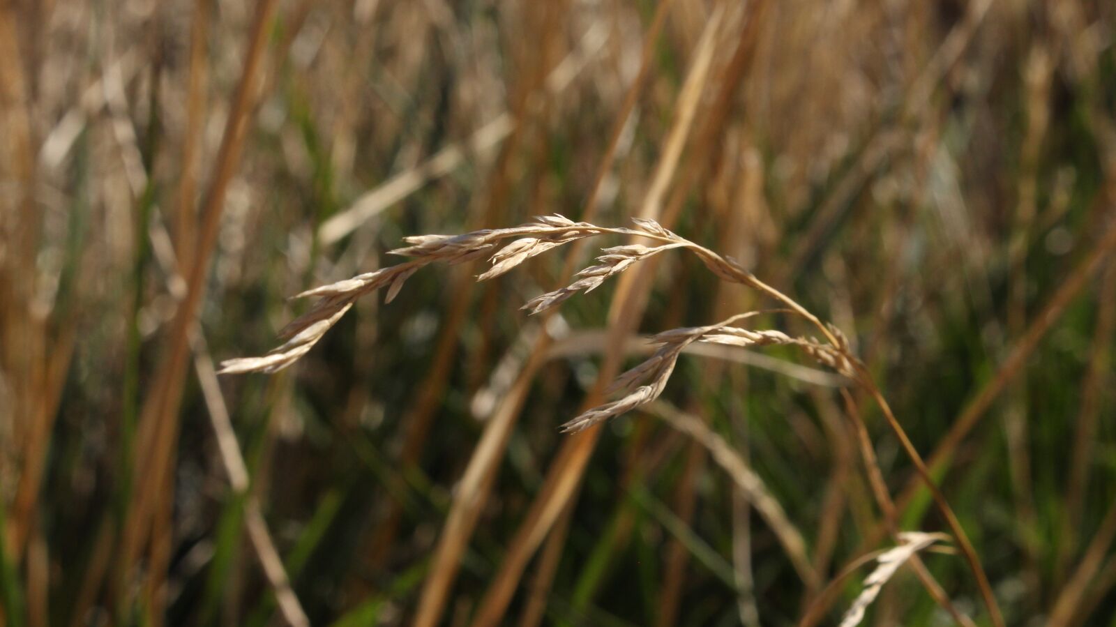 Canon EOS 700D (EOS Rebel T5i / EOS Kiss X7i) sample photo. Nature, grass, summer photography