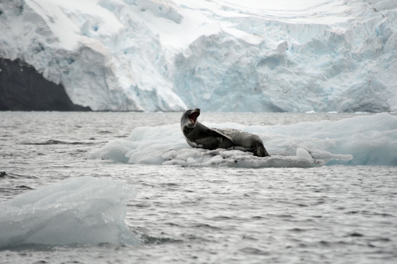 Nikon D3200 sample photo. Leopard, leopard seal, ice photography