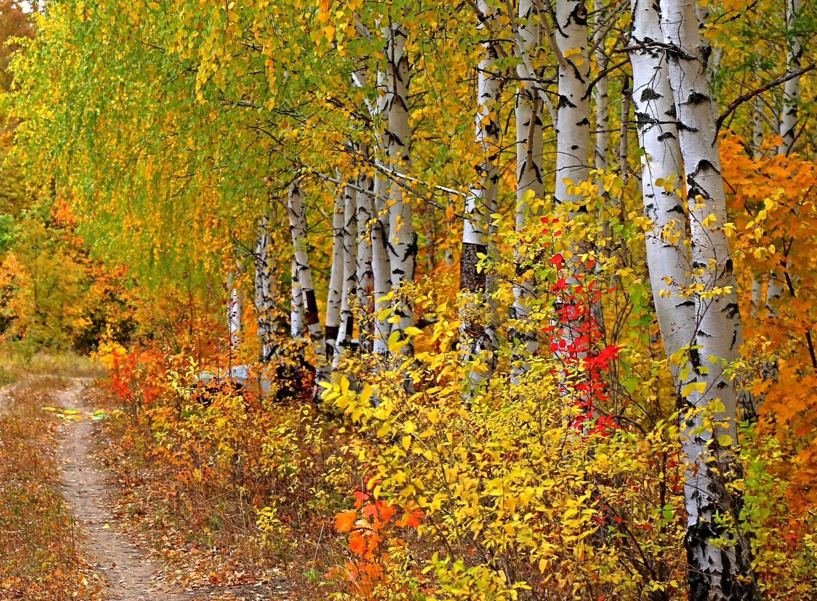 Canon EOS 6D sample photo. Autumn, wood, sheet photography