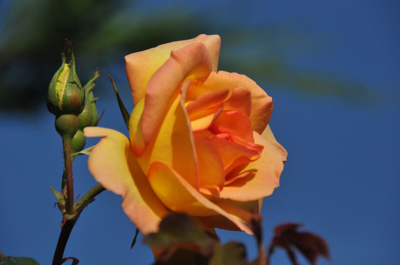 Nikon D90 sample photo. Pink, orange blossom, spring photography