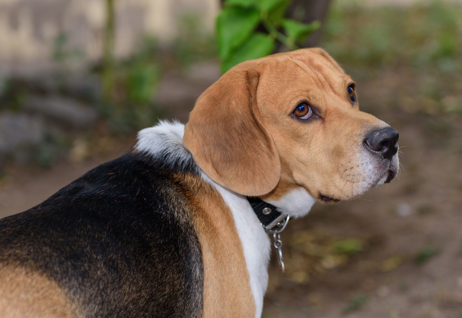 Nikon D810 sample photo. Attention, beagle, puppy photography