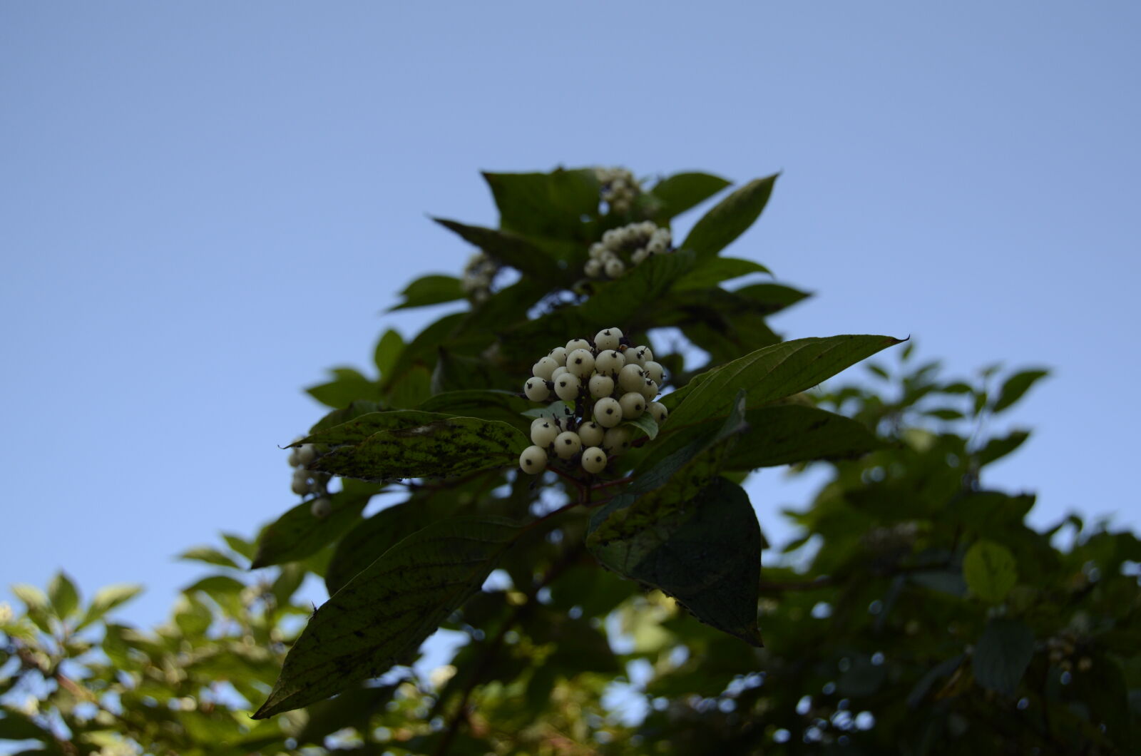 Nikon D5100 sample photo