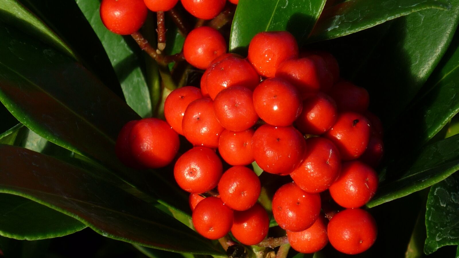 Panasonic Lumix DMC-FS6 sample photo. Berries, ornamental shrub, fruits photography