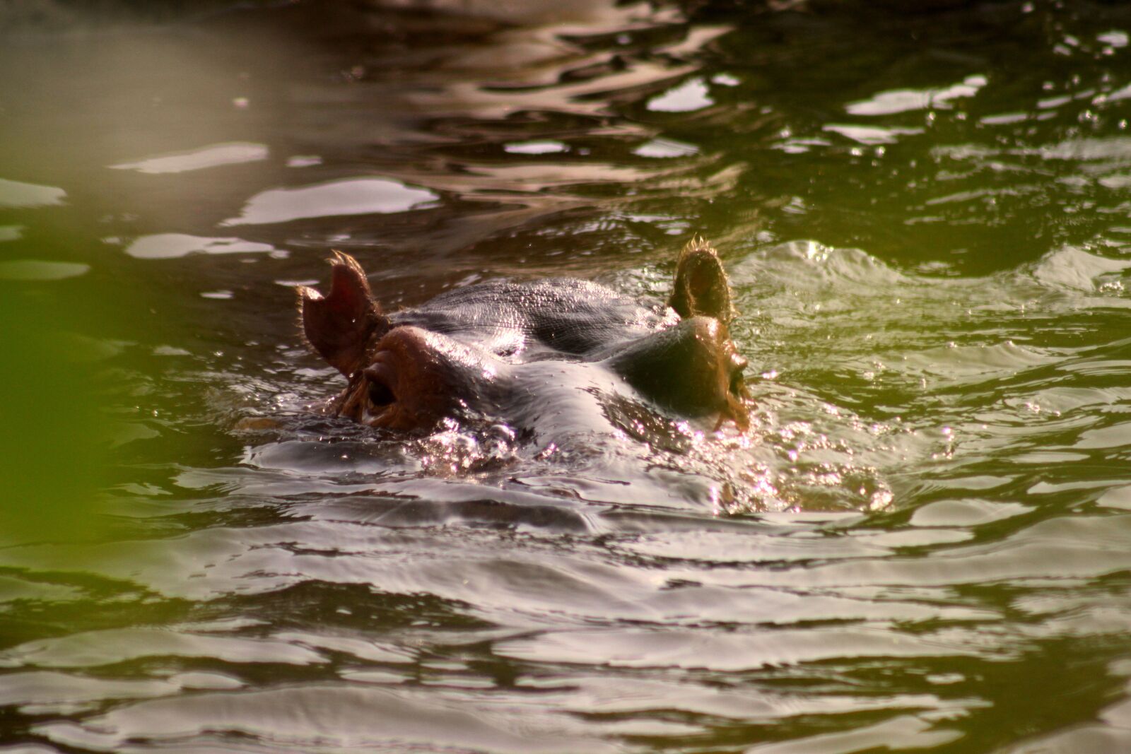 Canon EOS 500D (EOS Rebel T1i / EOS Kiss X3) sample photo. Hippopotamus, water, hippo photography