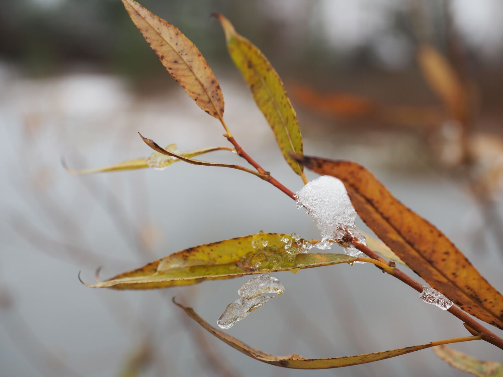 Olympus OM-D E-M5 II + Olympus M.Zuiko Digital ED 12-40mm F2.8 Pro sample photo. Winter, coldly, sheet photography