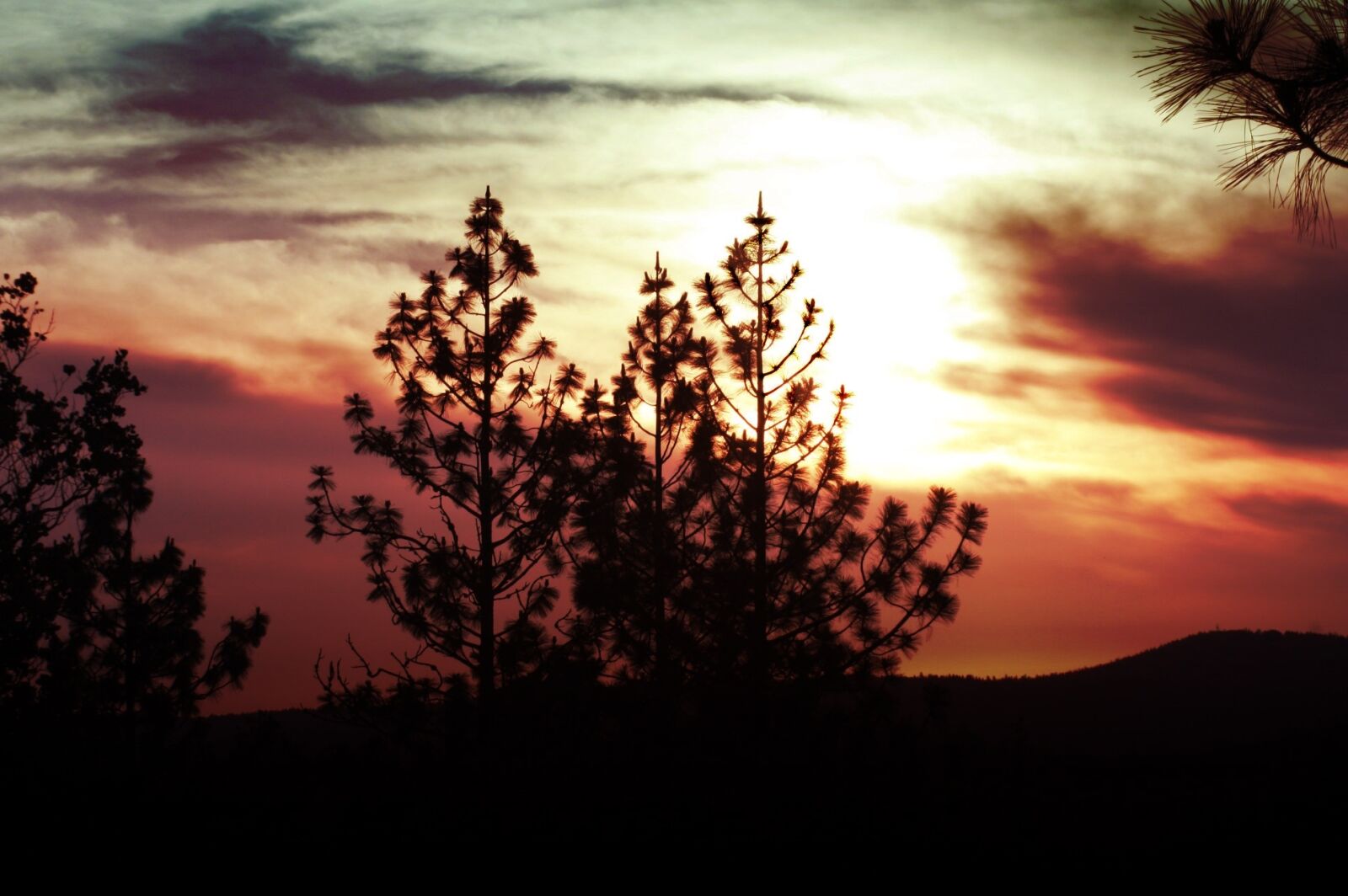 Canon EOS 1000D (EOS Digital Rebel XS / EOS Kiss F) sample photo. Sunset, tree, sky photography