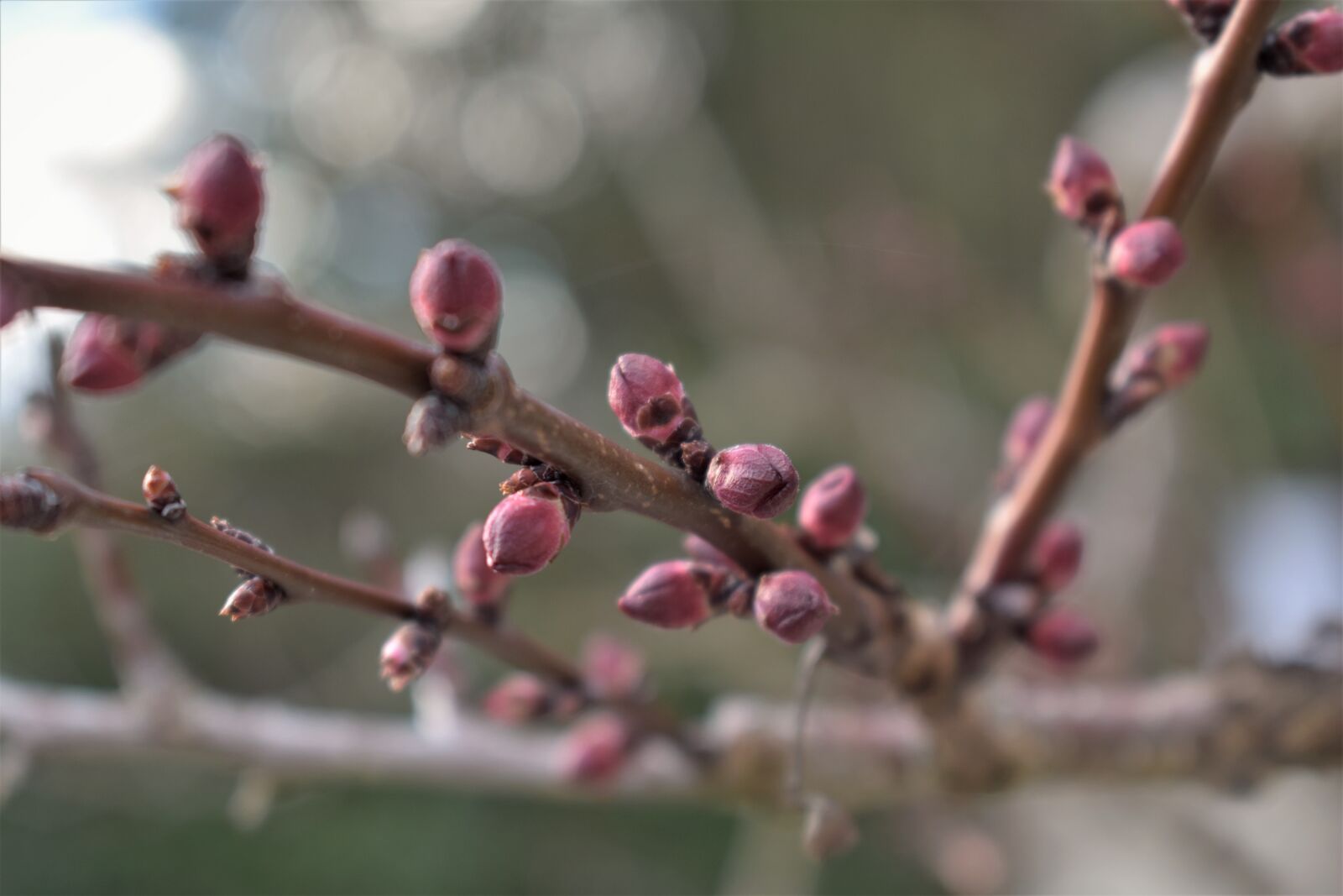 Nikon D5500 sample photo. Apricot tree, tree, apricots photography