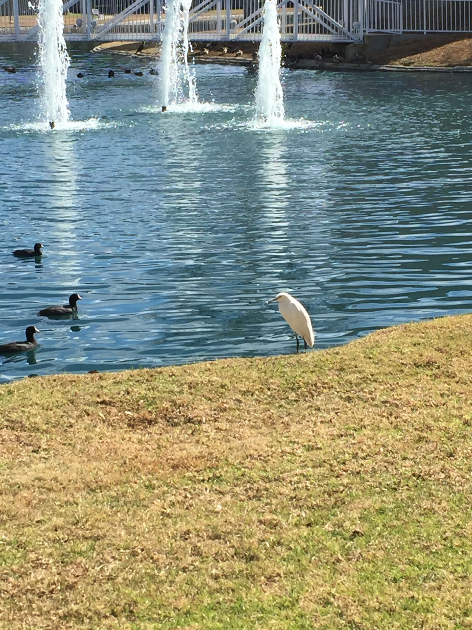 iPhone 6 back camera 4.15mm f/2.2 sample photo. Heron, park, fountain photography
