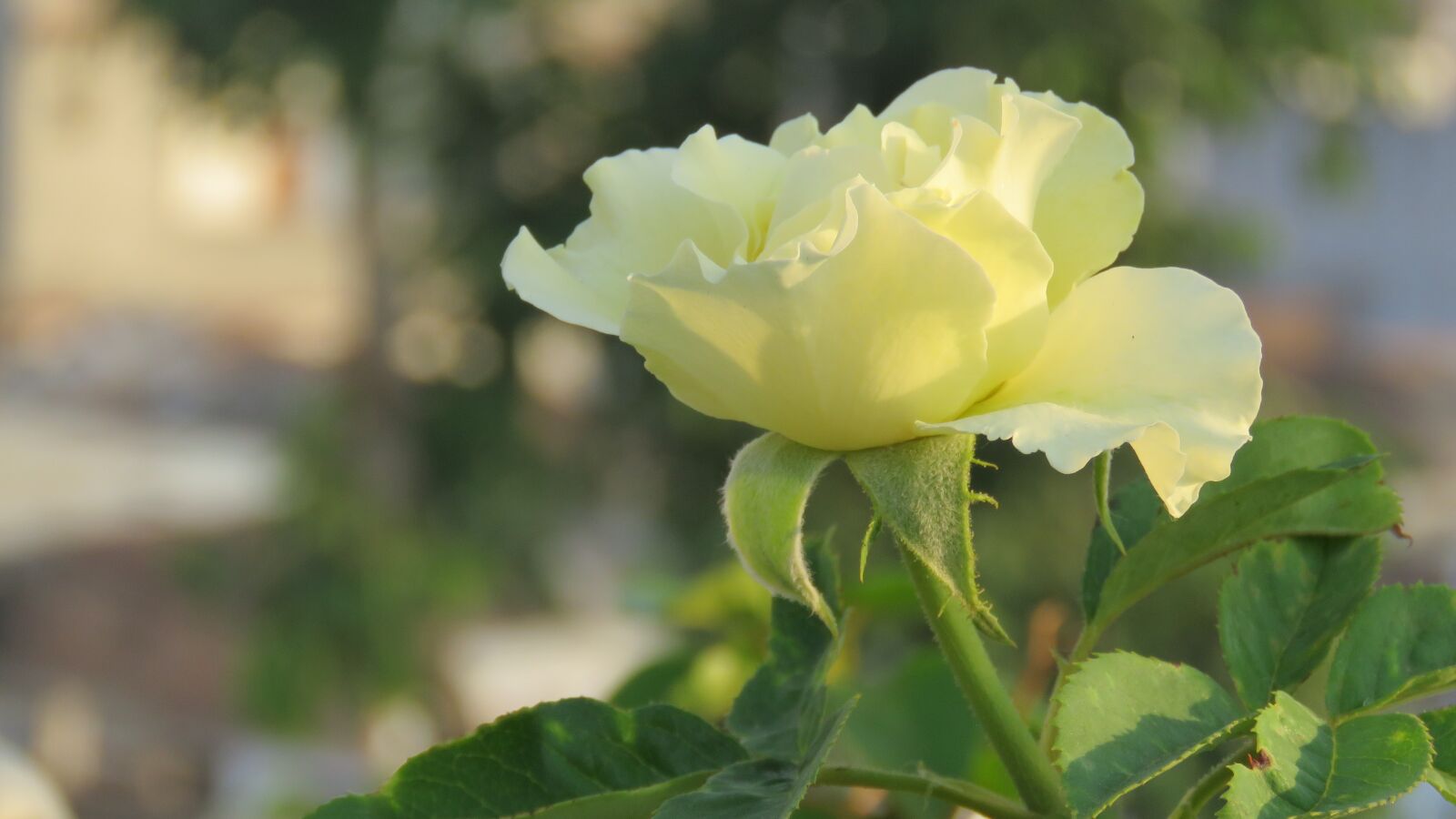 Canon PowerShot SX60 HS sample photo. Rose flower, white rose photography