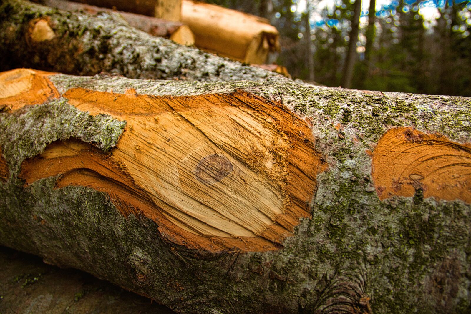 Canon EOS 700D (EOS Rebel T5i / EOS Kiss X7i) sample photo. Tree, forest, tribe photography