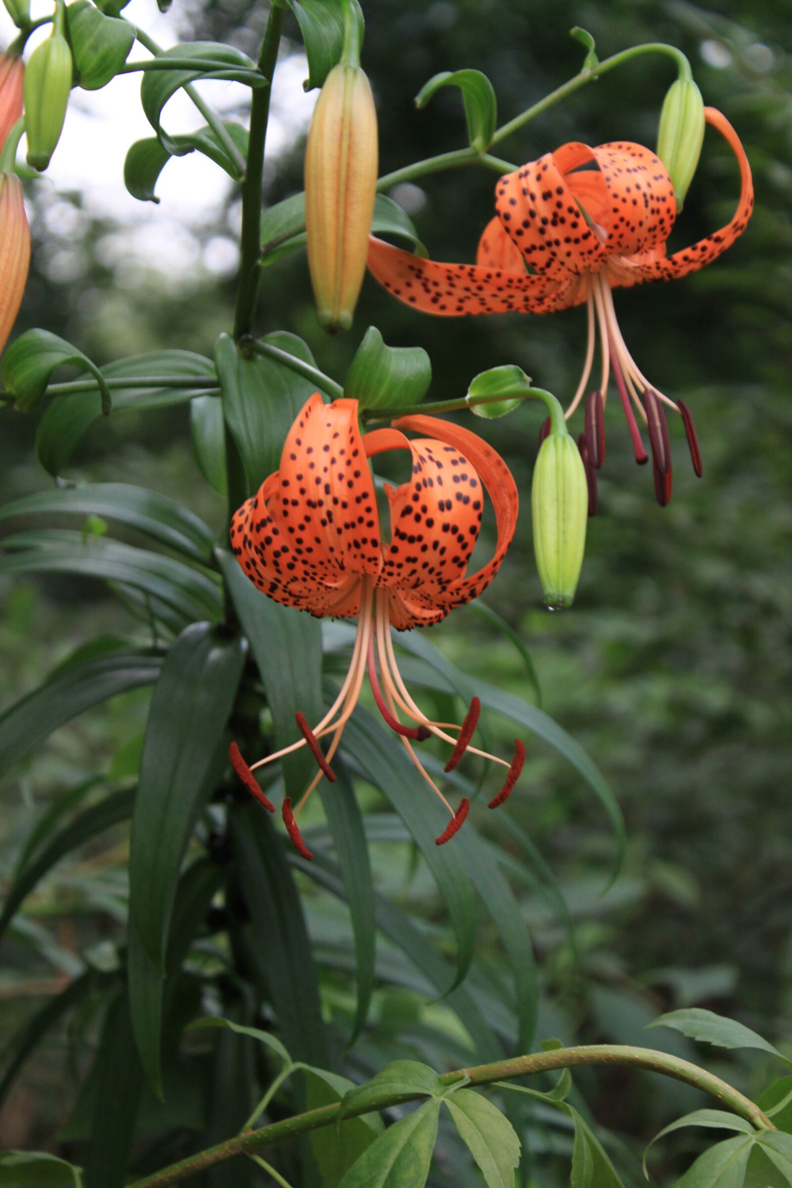 Canon EOS 50D sample photo. Lily, orange lily, lily photography