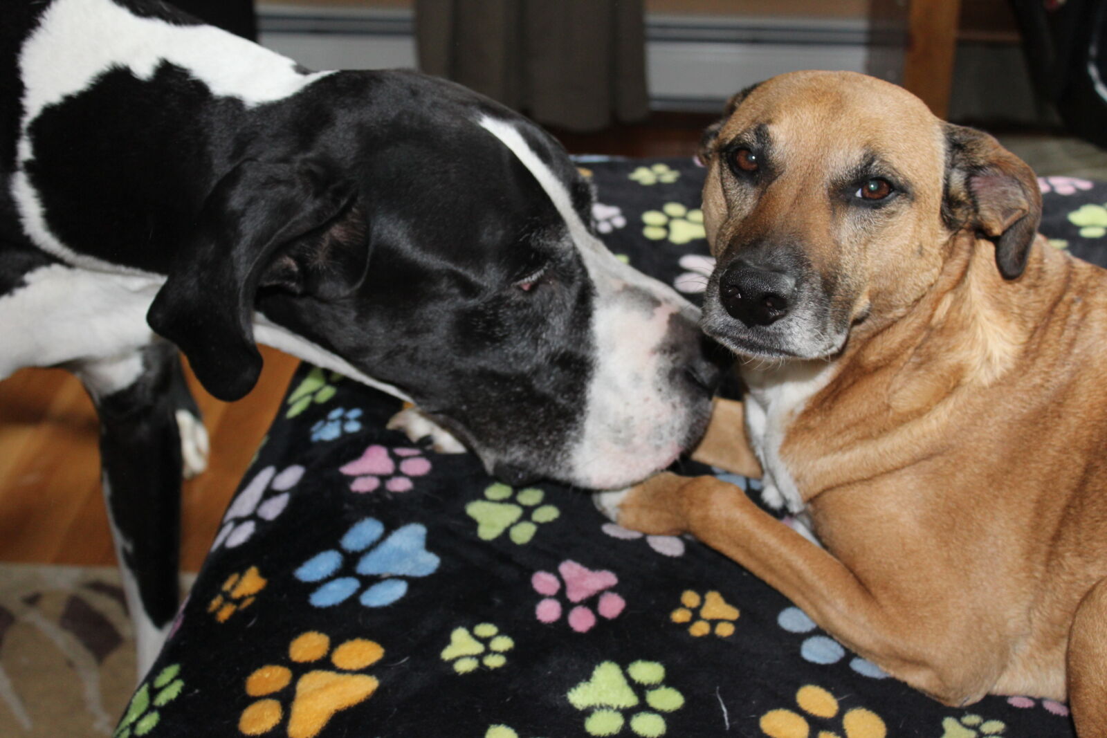 Canon EOS 1200D (EOS Rebel T5 / EOS Kiss X70 / EOS Hi) sample photo. Dogs, love, rescue, dogs photography
