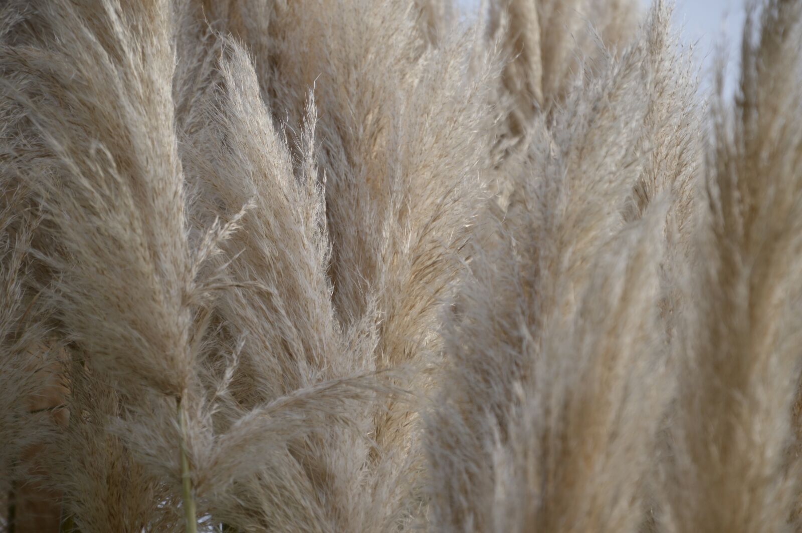 Nikon D3200 sample photo. Reed, nature, plant photography