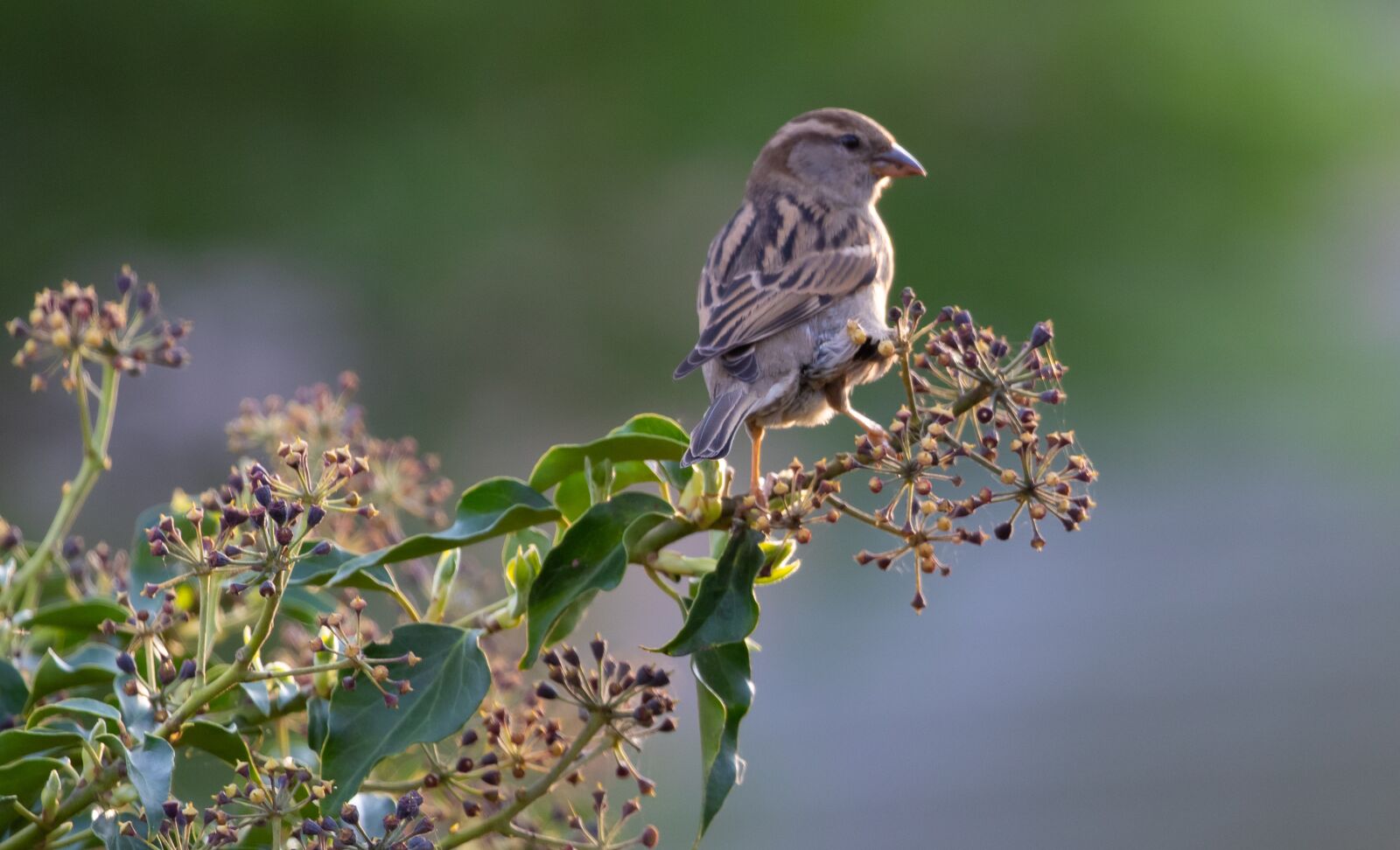 Canon EOS 7D Mark II + Canon EF 100-400mm F4.5-5.6L IS II USM sample photo. Sparrow on a green photography