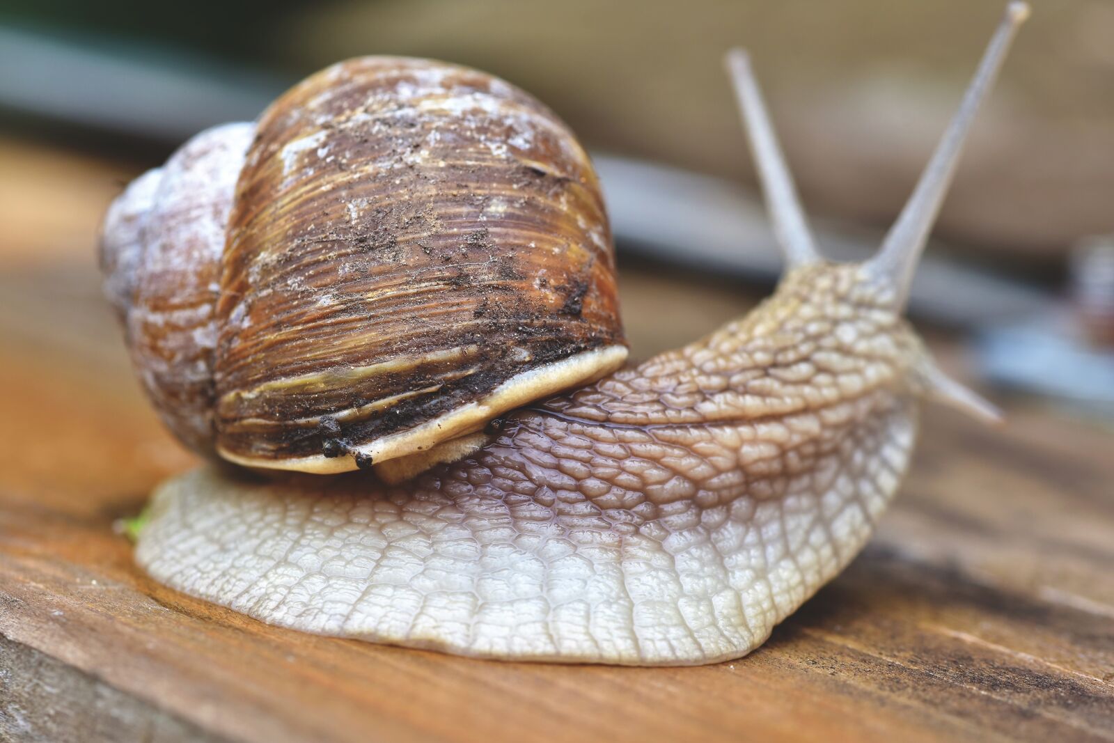 Nikon D7200 sample photo. Snail, shell, mollusk photography
