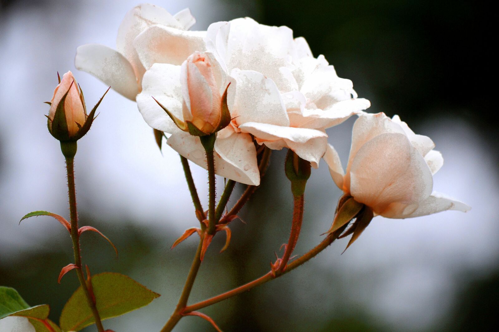 Nikon D3100 sample photo. Rose, blooming, summer photography