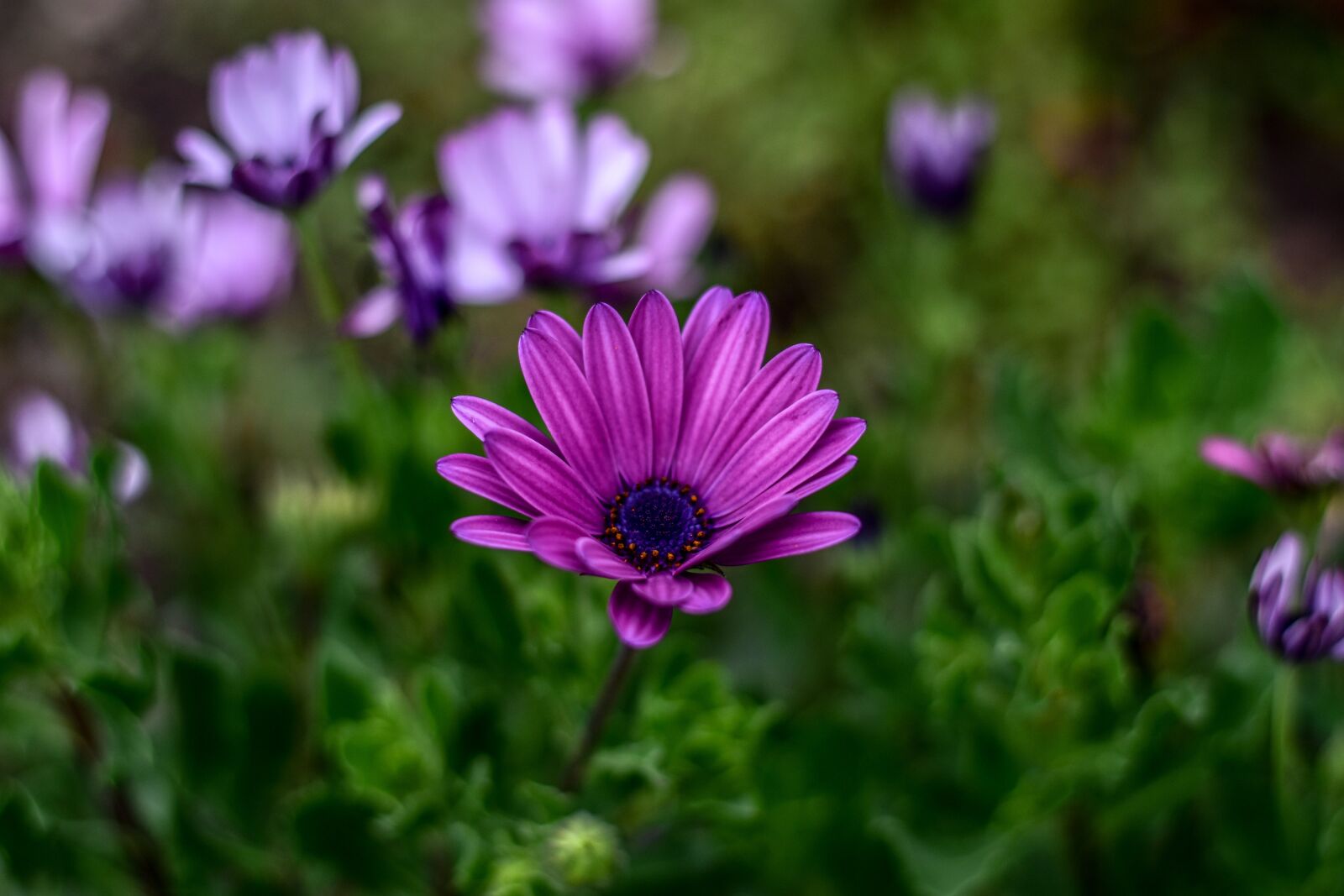 Nikon D3400 sample photo. Nature, flower, garden photography