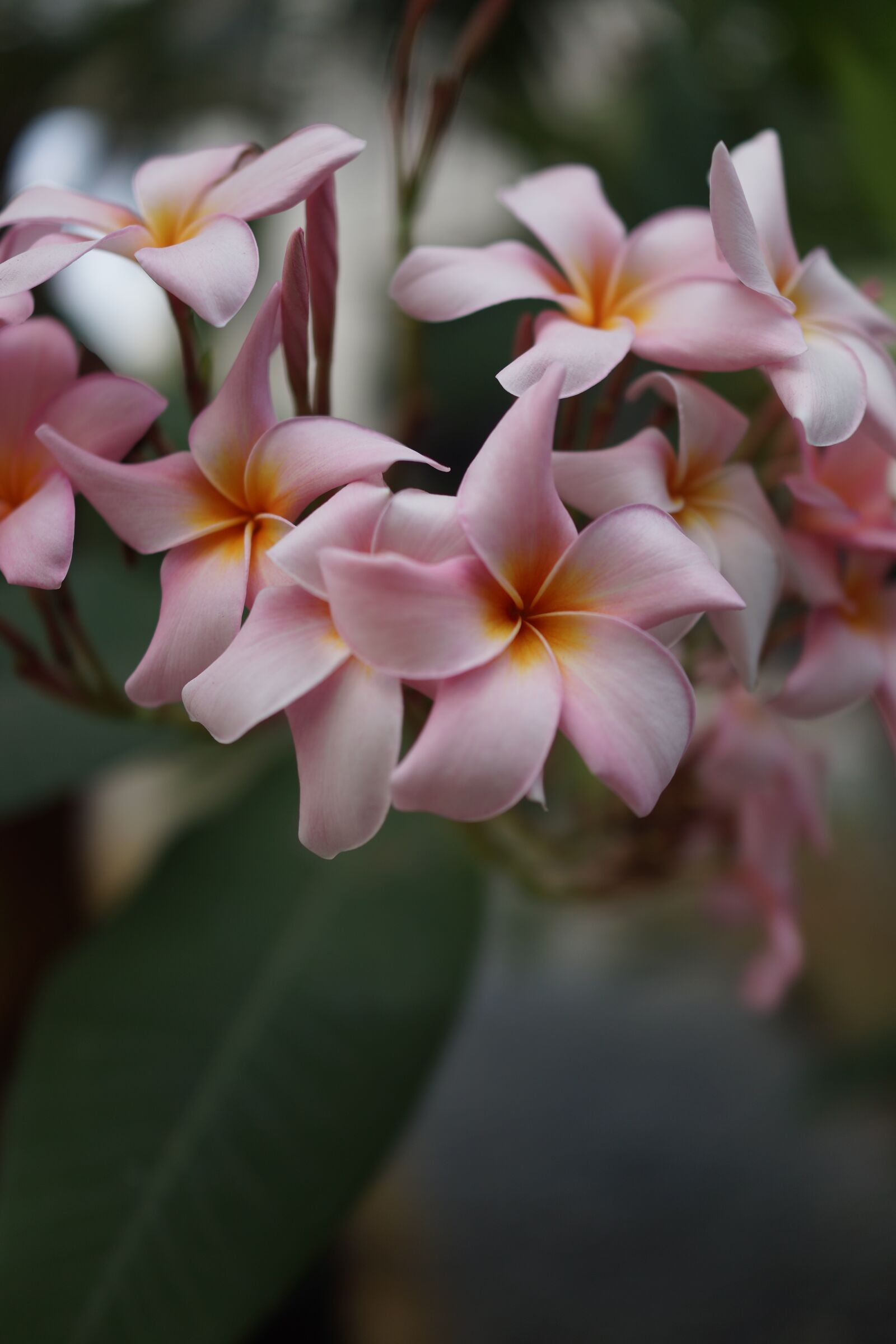 Sony Cyber-shot DSC-RX1R sample photo. Frangipani, blossom, blooming photography