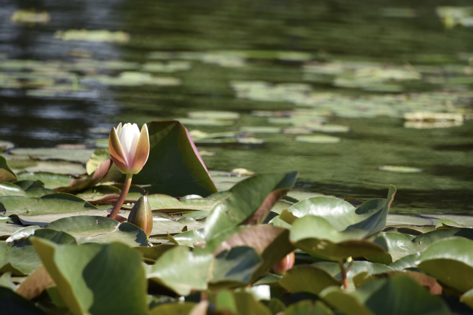 Nikon D7200 sample photo. Lotus, yuyuantan park, wind photography