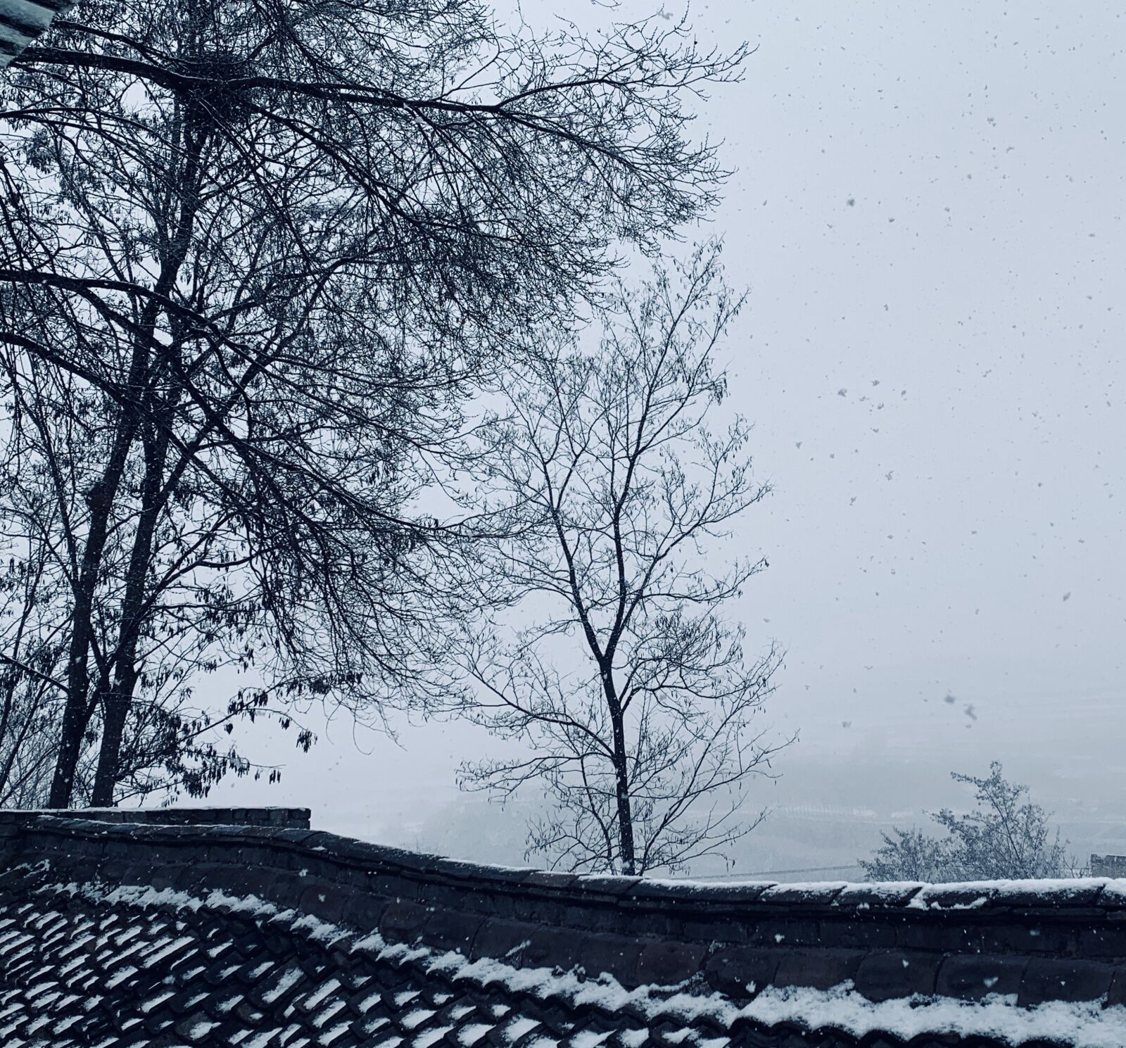Apple iPhone XR sample photo. Snow, withered, eaves photography