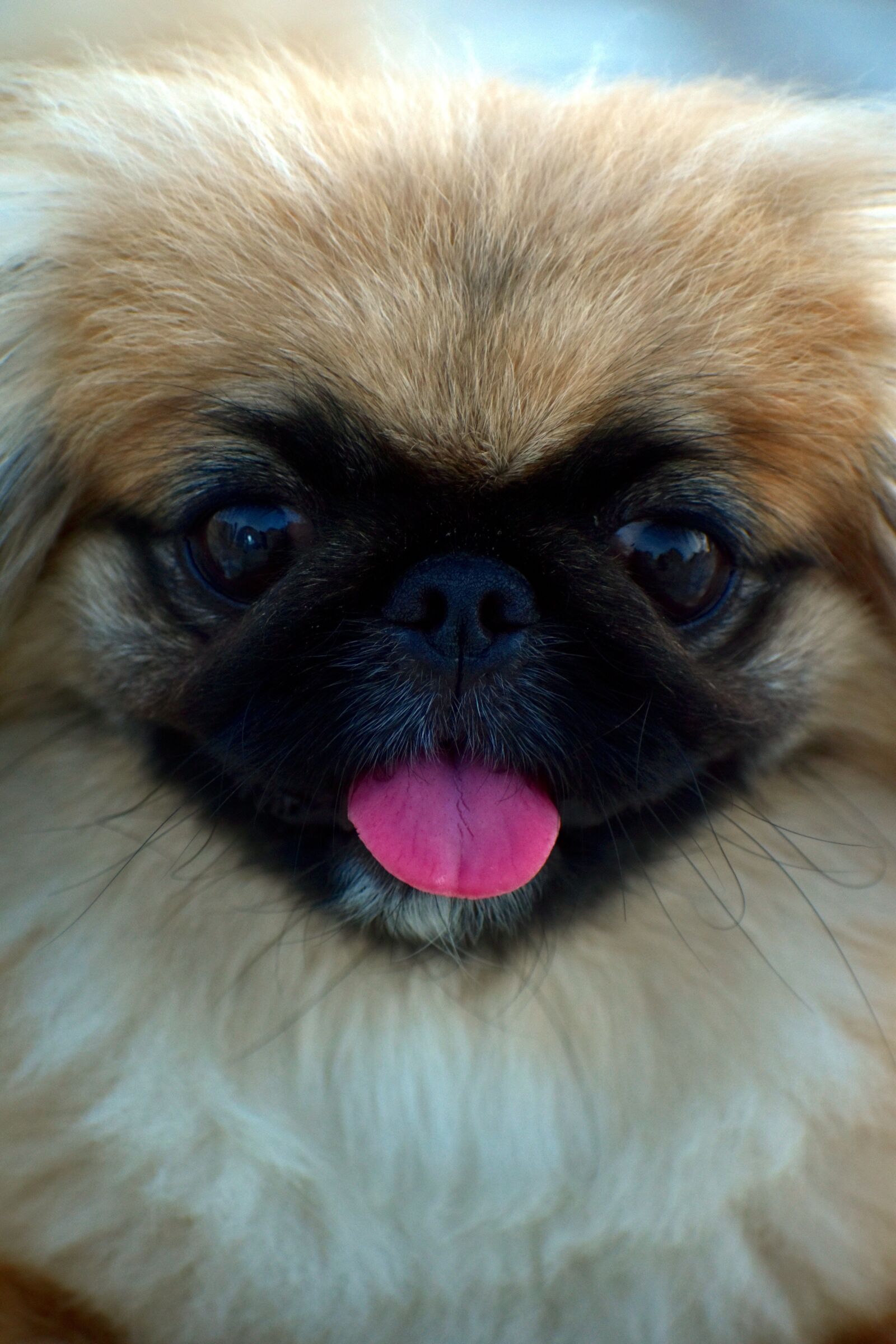 Nikon D5600 sample photo. Pekingese, dog, cute photography