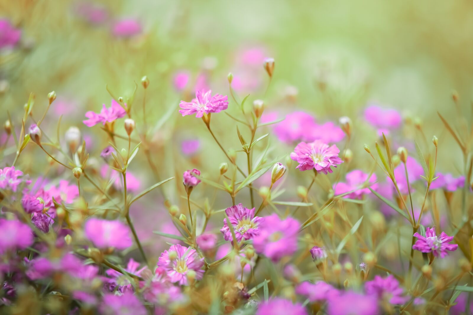 Nikon D7200 sample photo. Flower, summer meadow, flower photography