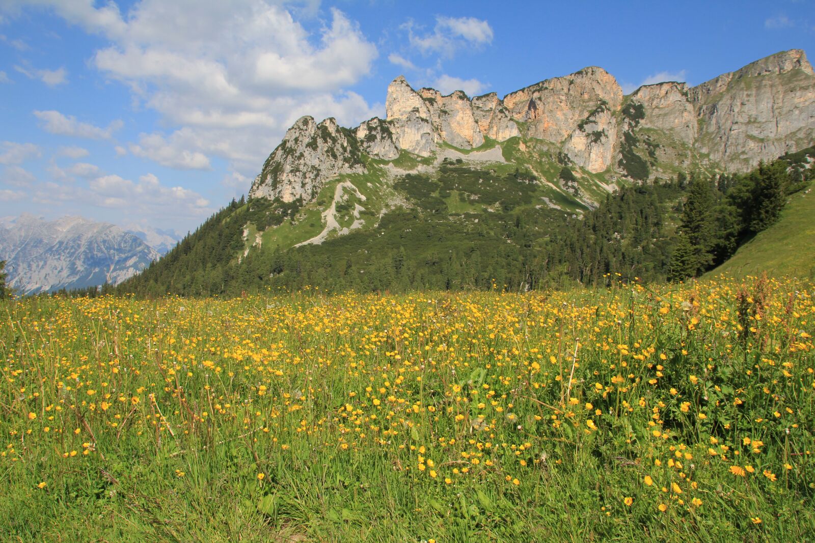 Canon EOS 60D sample photo. Mountains, meadow, buttercup photography