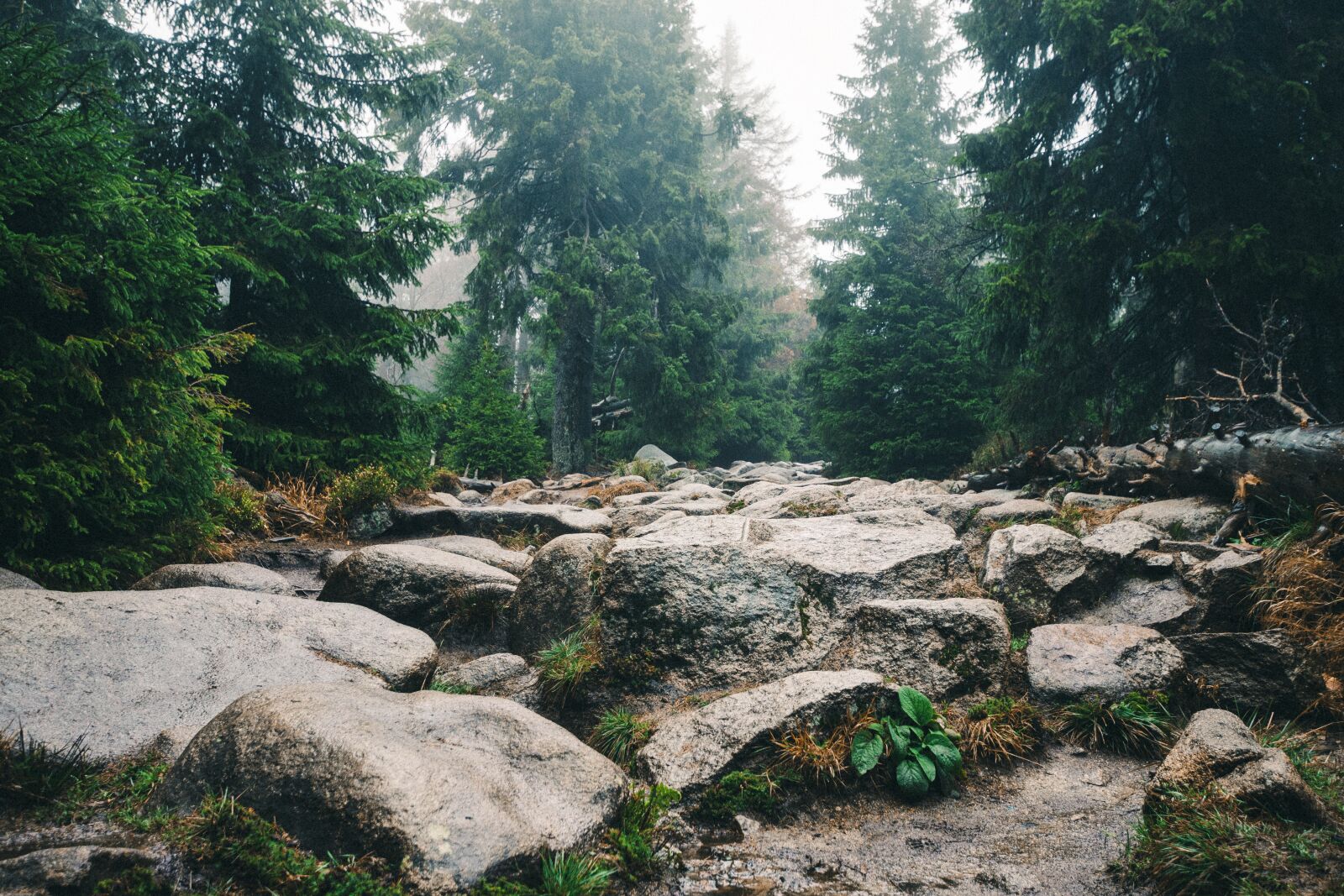 Nikon D7200 sample photo. Forest, trail, conifer photography