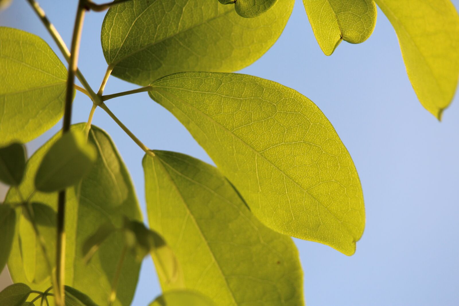 Canon EOS 1200D (EOS Rebel T5 / EOS Kiss X70 / EOS Hi) sample photo. Leaves, green, grain photography