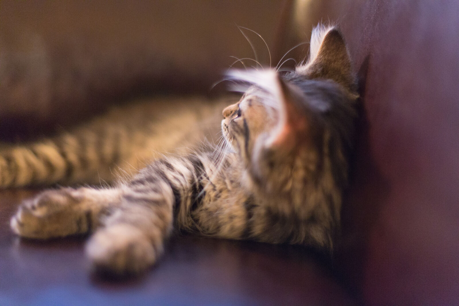 Canon EF 50mm F1.4 USM sample photo. Cat, cats photography
