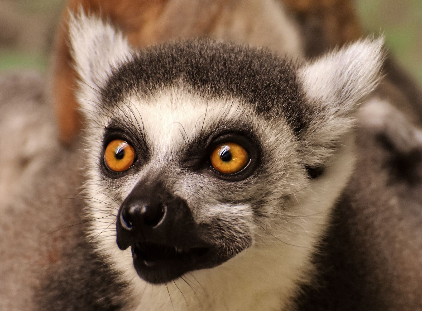 Nikon D7200 sample photo. Monkey, lemur, cute photography