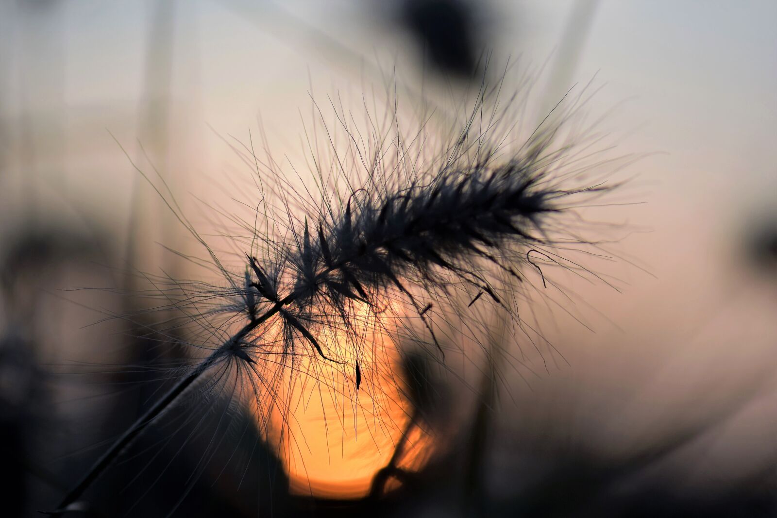 Nikon D5500 sample photo. Grasses, blade of grass photography
