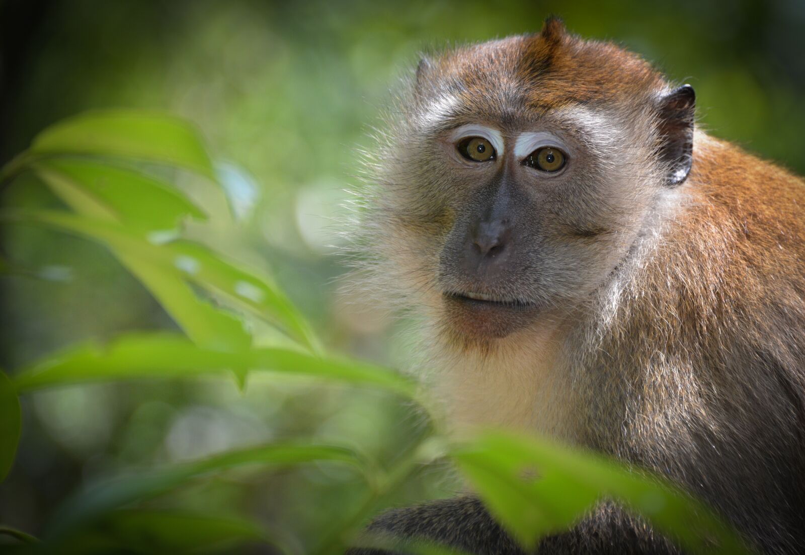Nikon D600 sample photo. Monkey, wild life, expensive photography