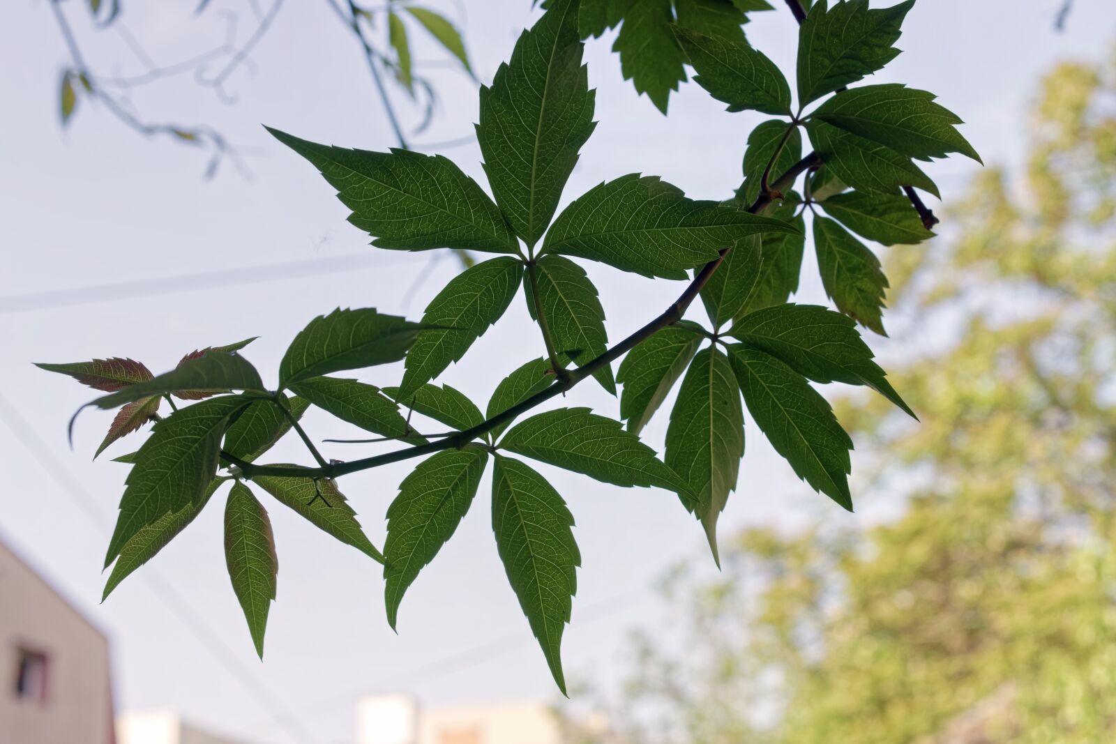 Nikon D5300 sample photo. Leaves, plant, clip photography