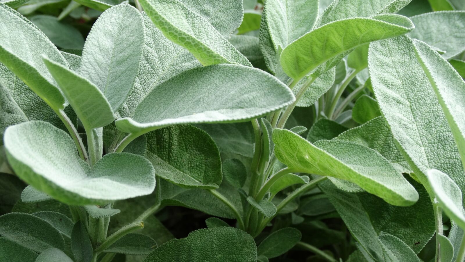 Sony Cyber-shot DSC-HX300 sample photo. Garden, sage, medicinal plant photography