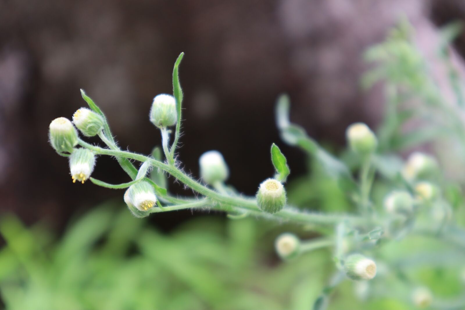 Canon EOS M50 (EOS Kiss M) sample photo. Plants, nature, hope photography