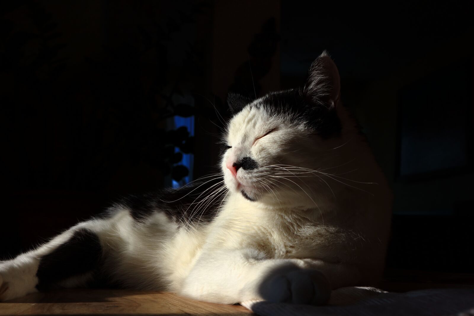 Canon EOS M10 sample photo. Cat, cuddly, portrait photography
