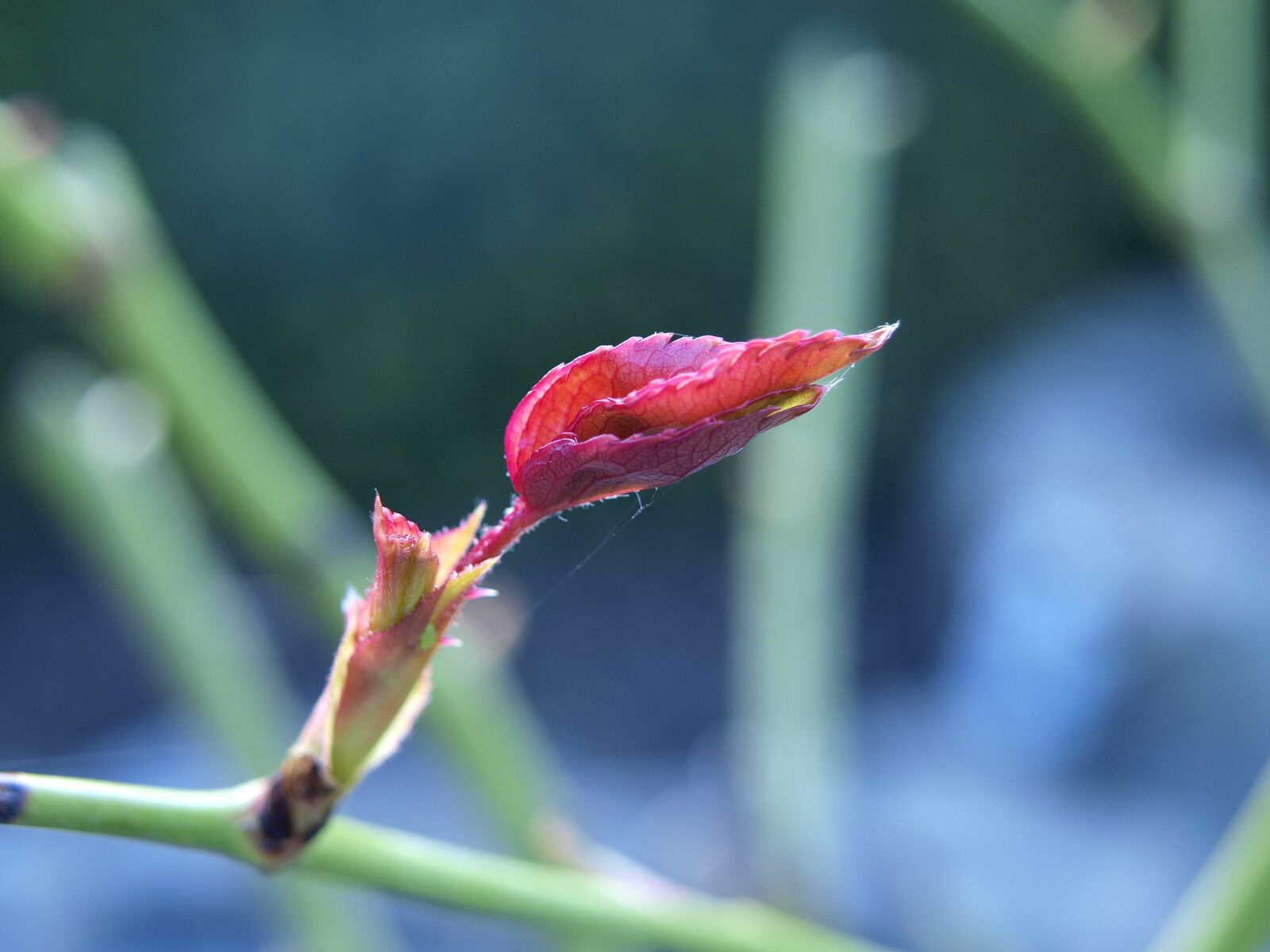 Olympus E-420 (EVOLT E-420) sample photo. Bud, rose, blossom photography