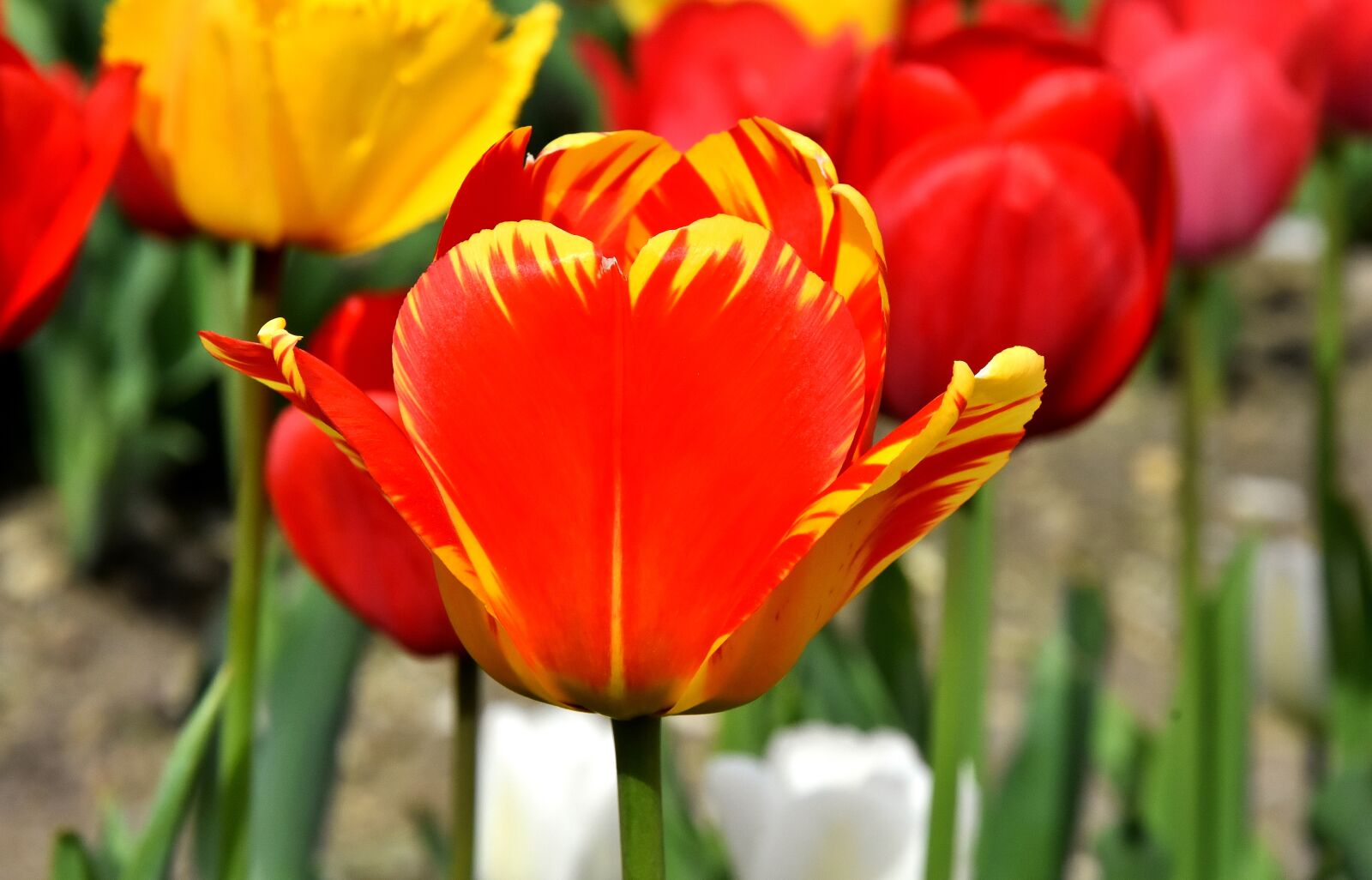 Nikon D7200 sample photo. Tulips, flowers, colorful photography