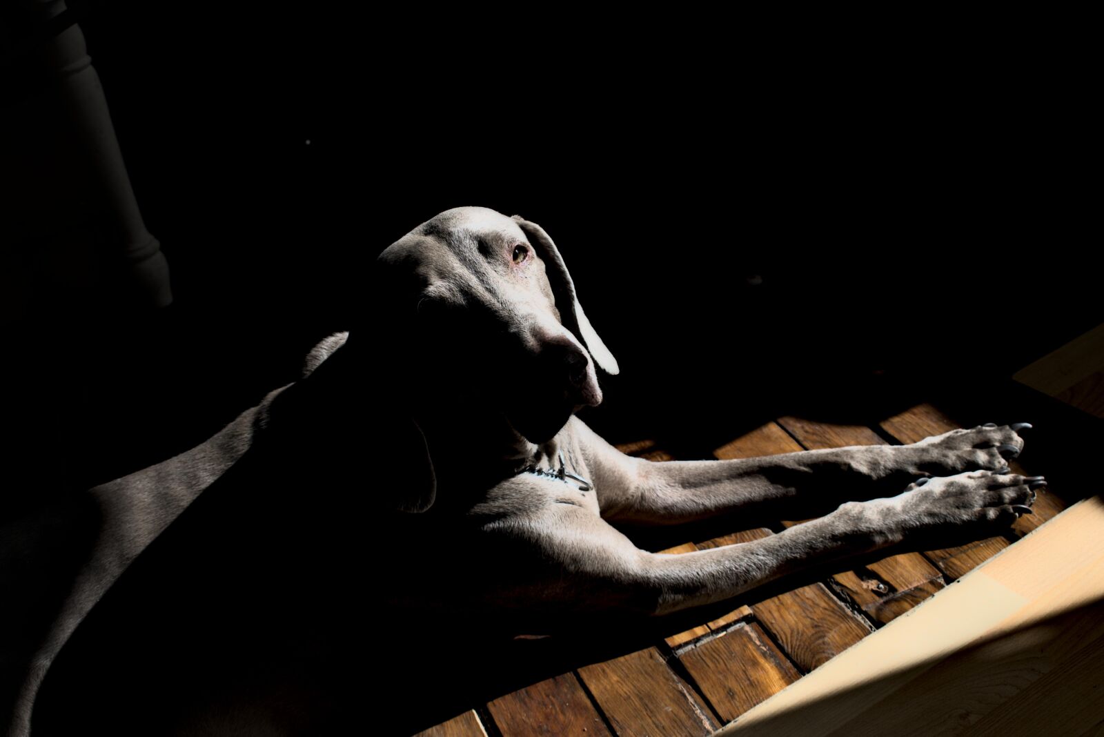 Nikon D5600 sample photo. Weimaraner, dog, pet photography