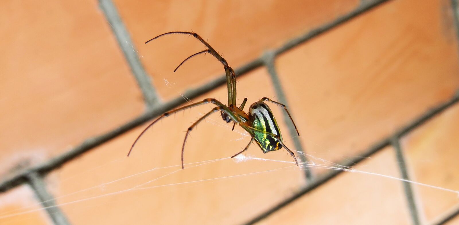 Canon PowerShot SX50 HS sample photo. Macro, insect, spider photography