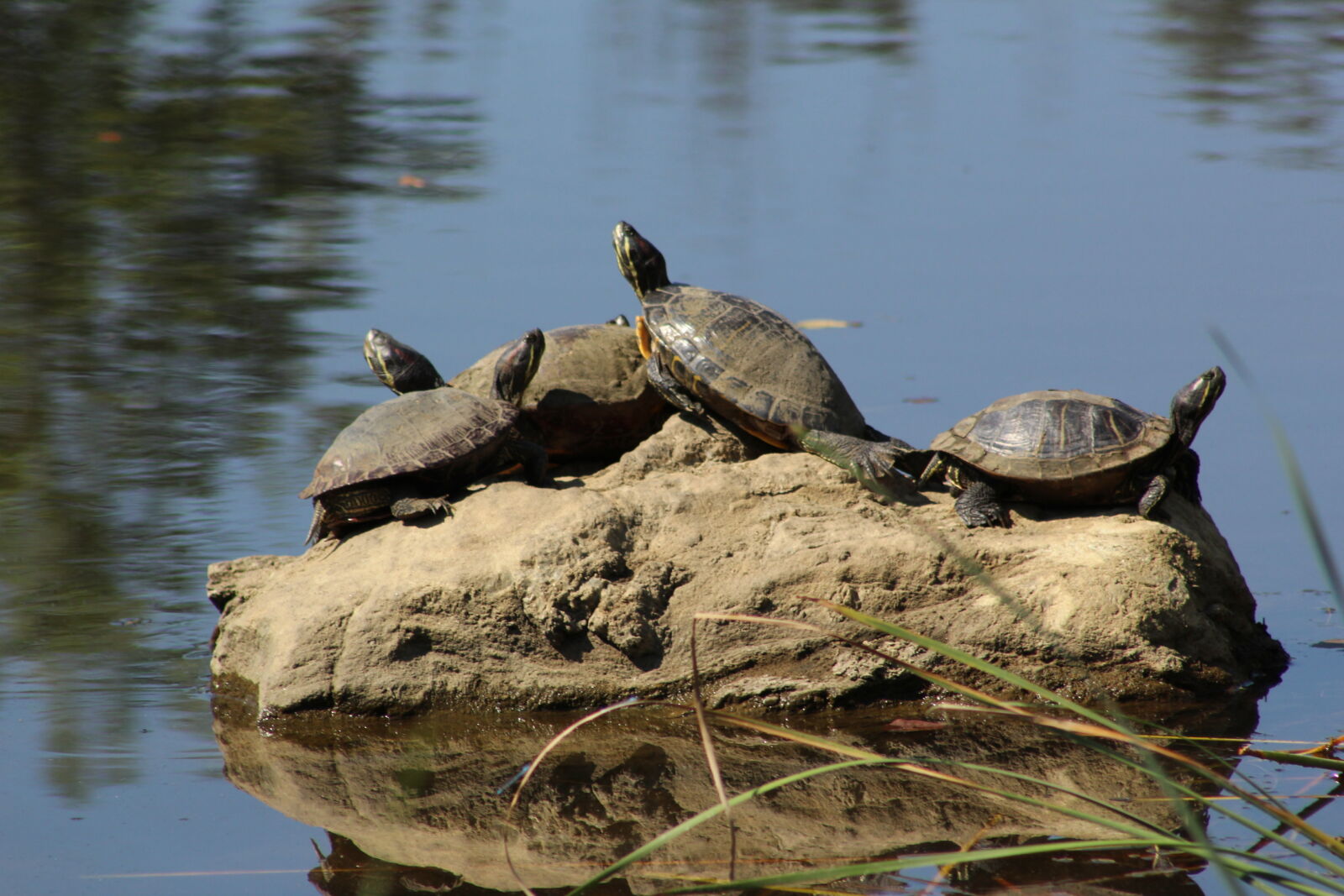 Canon EF 75-300mm f/4-5.6 sample photo. Turtle, turtles photography