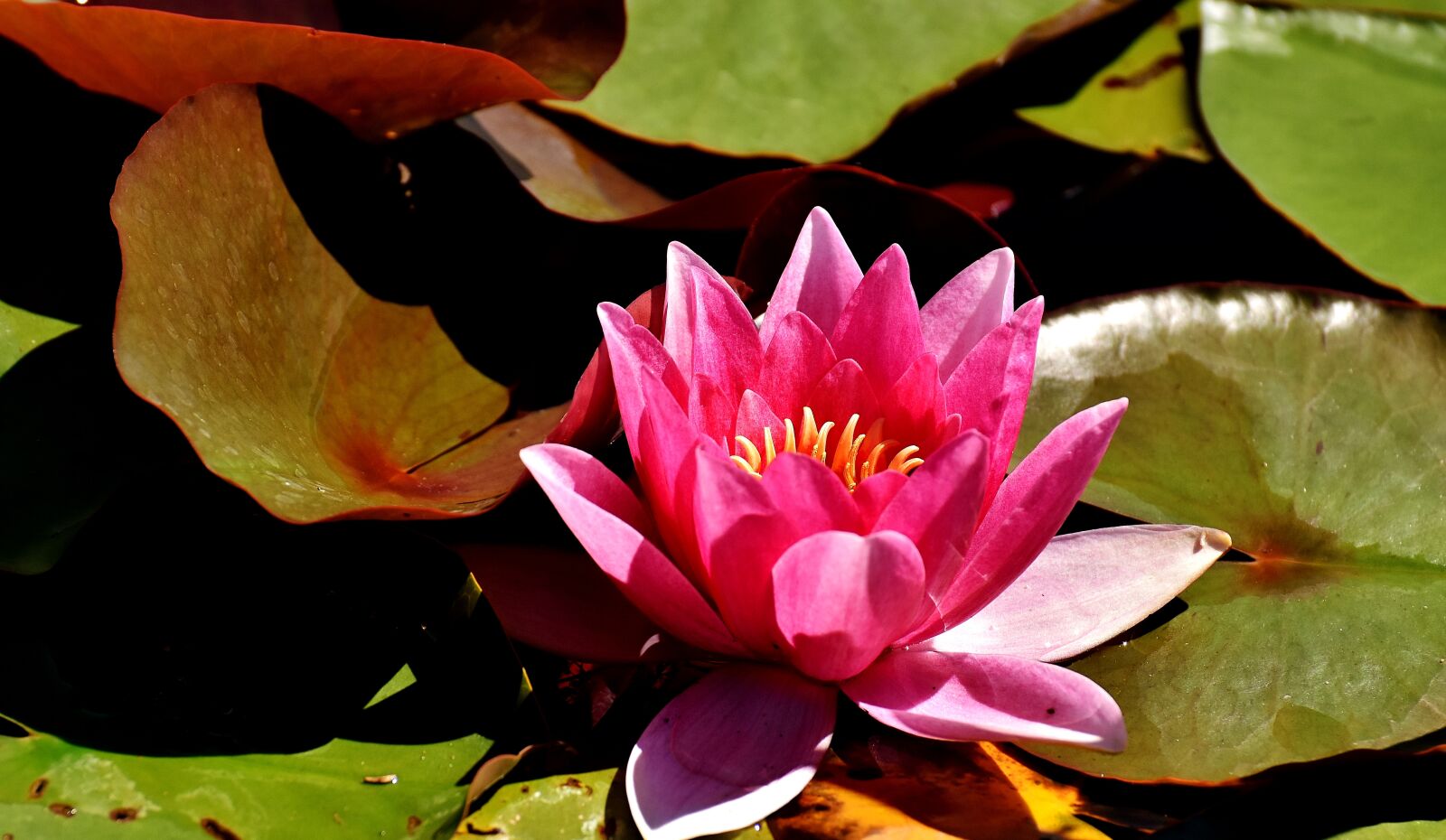 Nikon D7200 sample photo. Water lilies, pink, white photography